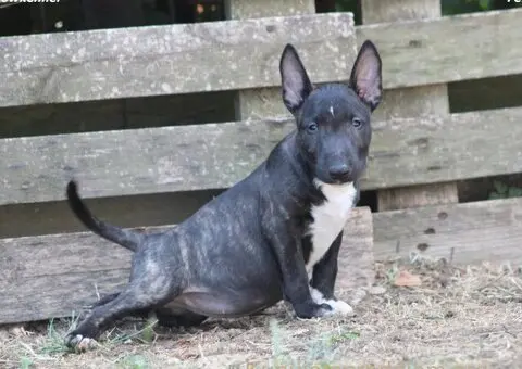 Mini Bull Terijer prelepi štenci - 6/15