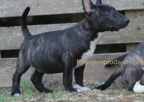 Mini Bull Terijer prelepi štenci - 7/15