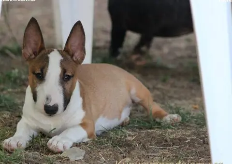Mini Bull Terijer prelepi štenci - 10/15