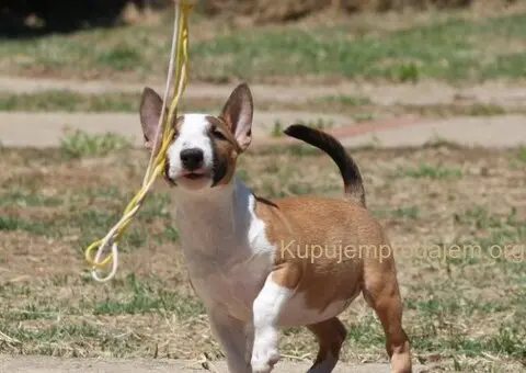 Mini Bull Terijer prelepi štenci - 11/15