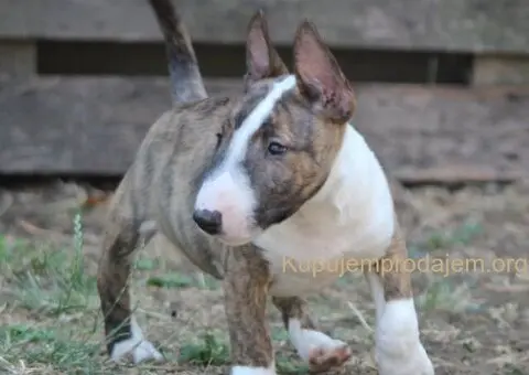Mini Bull Terijer prelepi štenci - 12/15