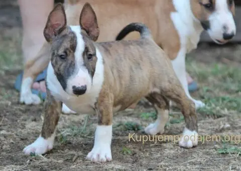 Mini Bull Terijer prelepi štenci - 13/15