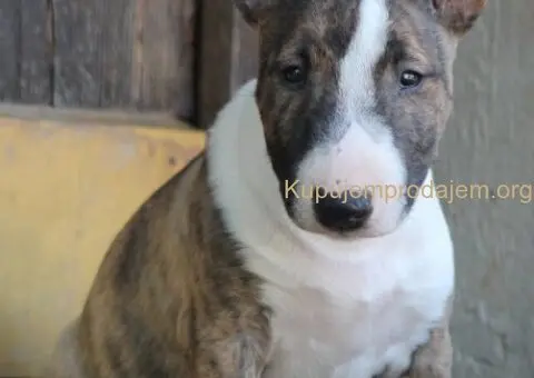 Mini Bull Terijer prelepi štenci - 14/15