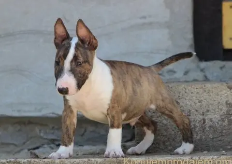 Mini Bull Terijer prelepi štenci - 15/15