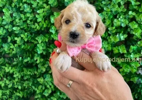 Maltipoo štenci - 1/10