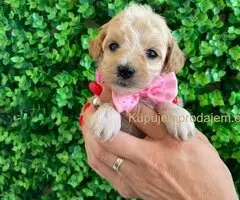 Maltipoo štenci