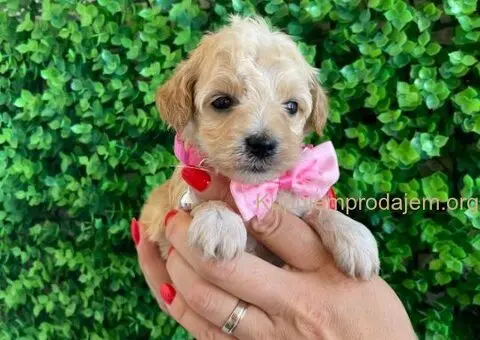 Maltipoo štenci - 2/10