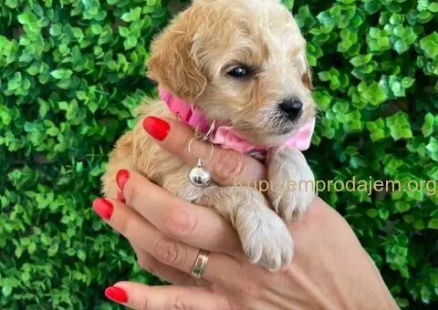 Maltipoo štenci - 3/10