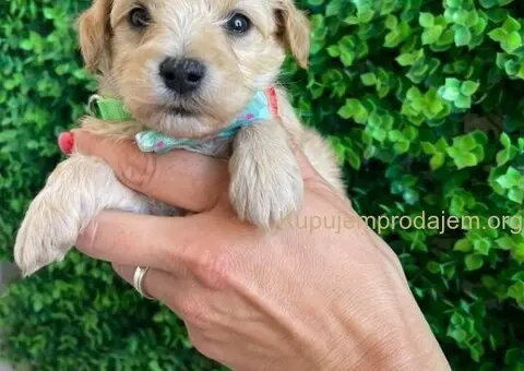 Maltipoo štenci - 4/10