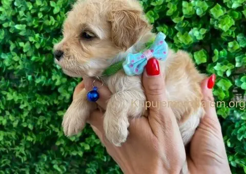 Maltipoo štenci - 5/10