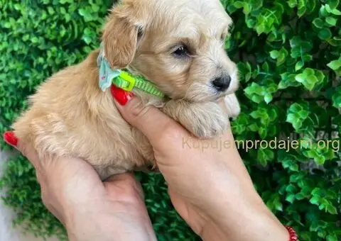 Maltipoo štenci - 6/10