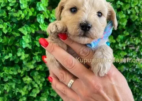 Maltipoo štenci - 7/10