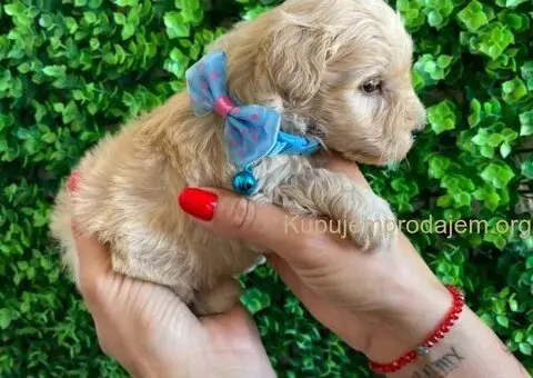 Maltipoo štenci - 8/10