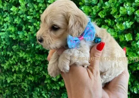 Maltipoo štenci - 9/10