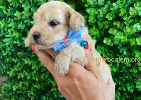 Maltipoo štenci - 10/10