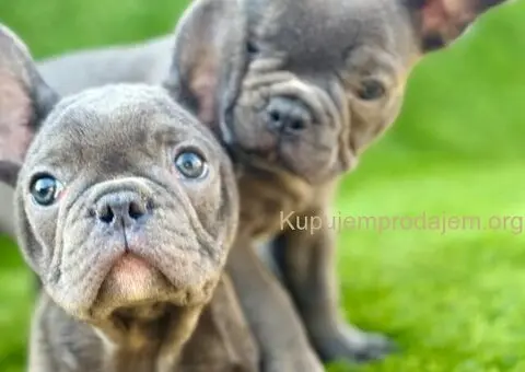 Francuski Buldog prelepi štenci - 1/10