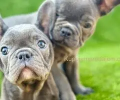 Francuski Buldog prelepi štenci