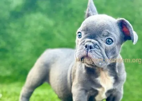 Francuski Buldog prelepi štenci - 2/10