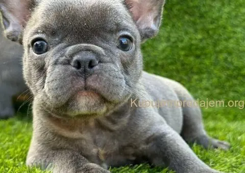 Francuski Buldog prelepi štenci - 4/10