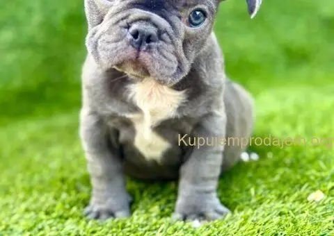 Francuski Buldog prelepi štenci - 5/10