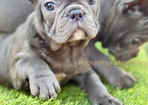 Francuski Buldog prelepi štenci - 6/10