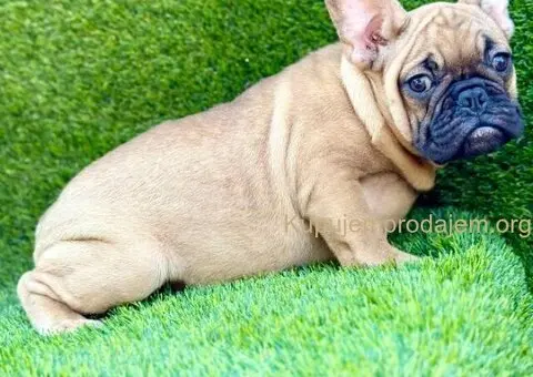 Francuski Buldog prelepi štenci - 7/10