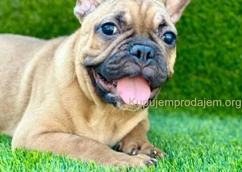 Francuski Buldog prelepi štenci - 8/10
