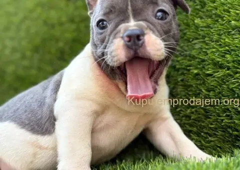 Francuski Buldog prelepi štenci - 9/10