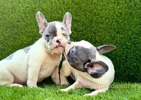 Francuski Buldog prelepi štenci - 10/10