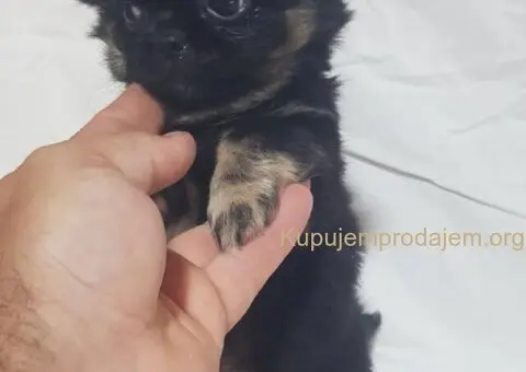 Mini CIVAVE  oba pola kratkodlaki i dugodlaki - 1/4