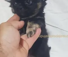 Mini CIVAVE  oba pola kratkodlaki i dugodlaki