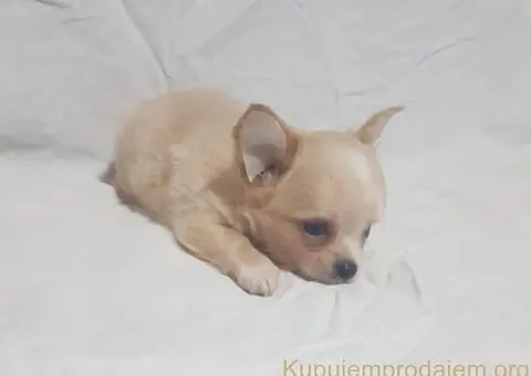 Mini CIVAVE  oba pola kratkodlaki i dugodlaki - 2/4