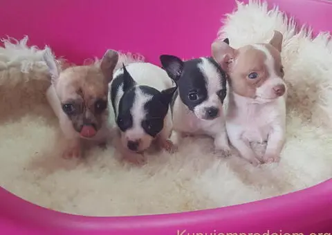 Mini CIVAVE  oba pola kratkodlaki i dugodlaki - 3/4