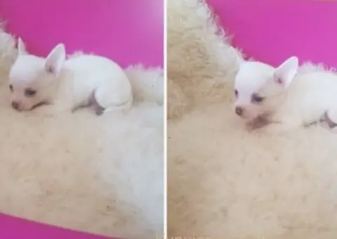 Mini CIVAVE  oba pola kratkodlaki i dugodlaki - 4/4