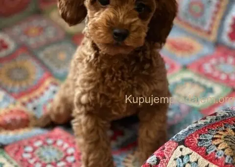 Toy Pudla štenci - 1/13