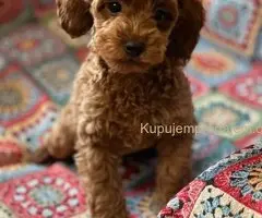 Toy Pudla štenci