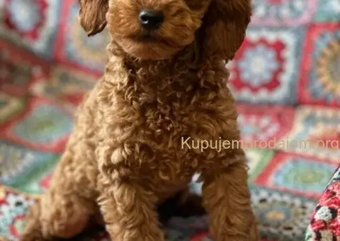 Toy Pudla štenci - 2/13