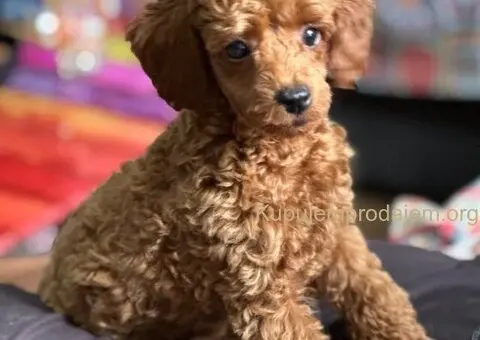 Toy Pudla štenci - 3/13