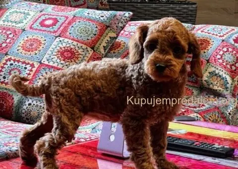 Toy Pudla štenci - 4/13