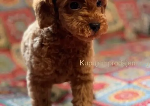 Toy Pudla štenci - 5/13