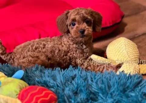 Toy Pudla štenci - 6/13