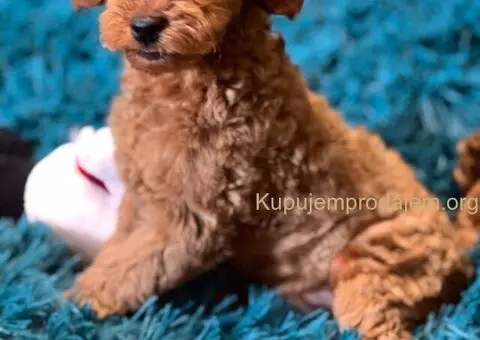 Toy Pudla štenci - 7/13