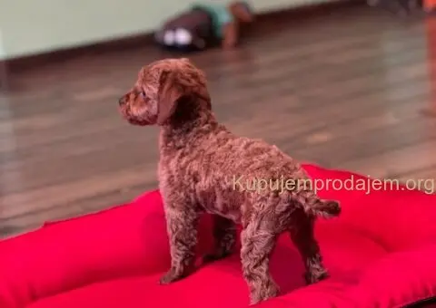 Toy Pudla štenci - 8/13