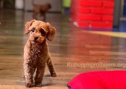 Toy Pudla štenci - 9/13