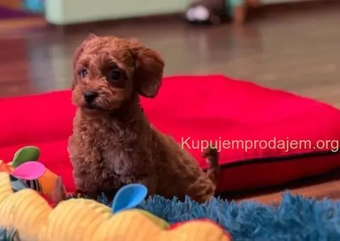 Toy Pudla štenci - 10/13