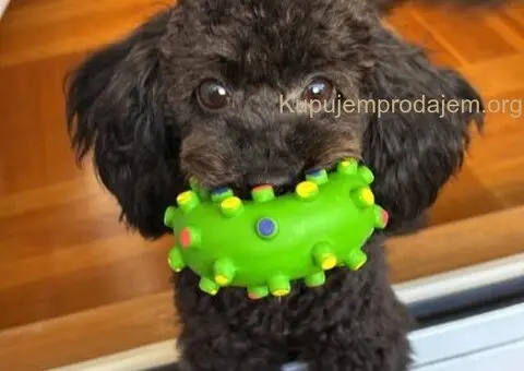 Toy Pudla štenci - 11/13