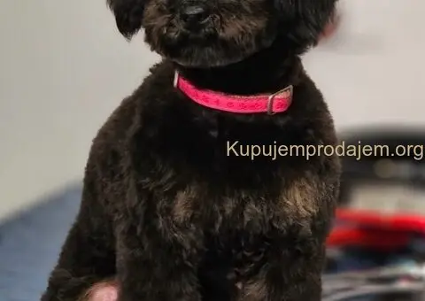 Toy Pudla štenci - 13/13