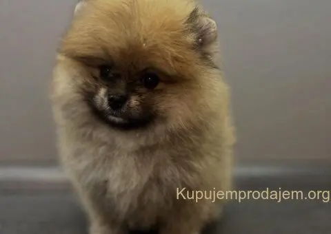 Štene pomeranskog špica uzrasta 3 meseca - 1/9