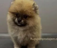 Štene pomeranskog špica uzrasta 3 meseca