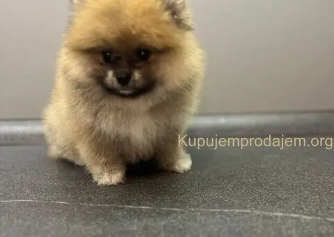 Štene pomeranskog špica uzrasta 3 meseca - 2/9